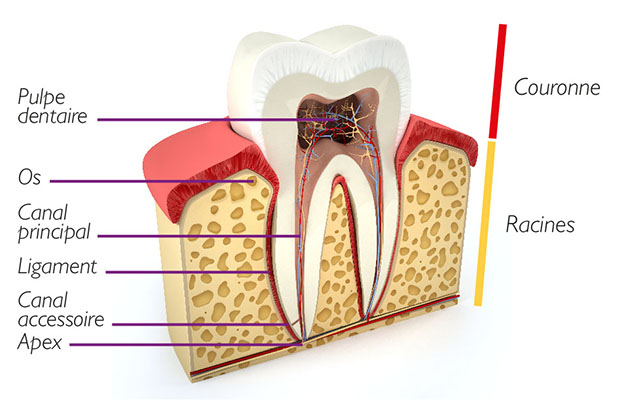 Anatomie de la dent-Dentiste